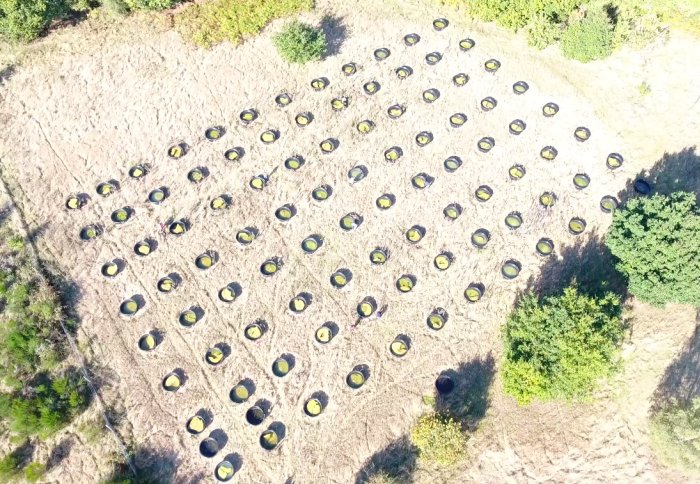Aerial view of rows of circular tubs in a field filled with water and green life