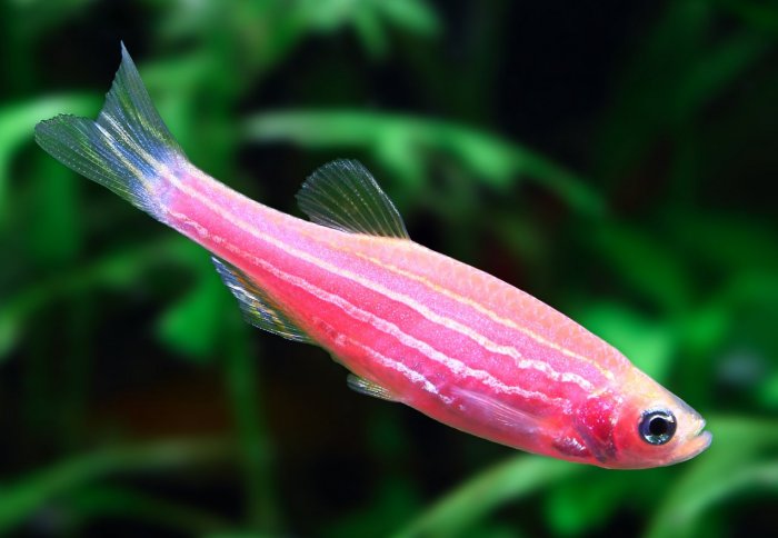 A pink zebrafish