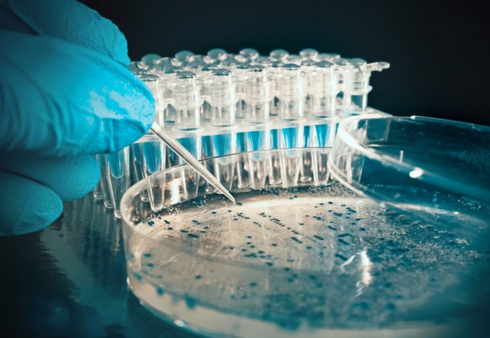 Gloved hand holding stick that is probing a petri dish of bacteria