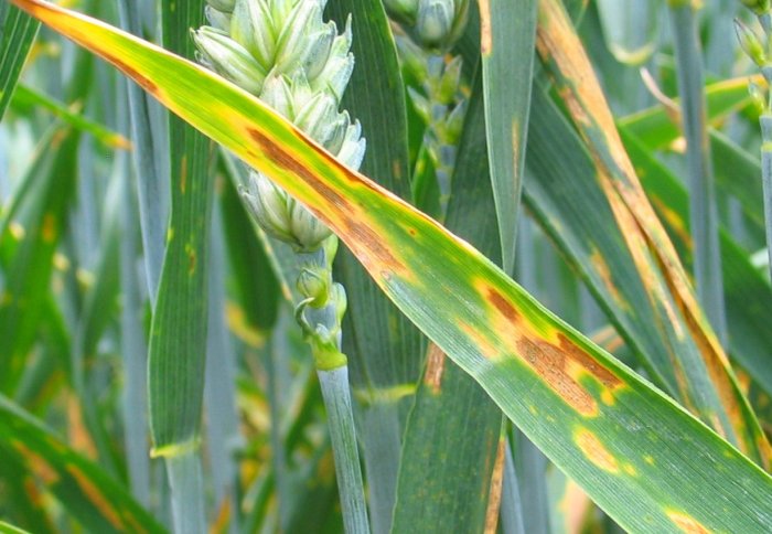 Brown spots on a slender leaf in front of a wheat ear