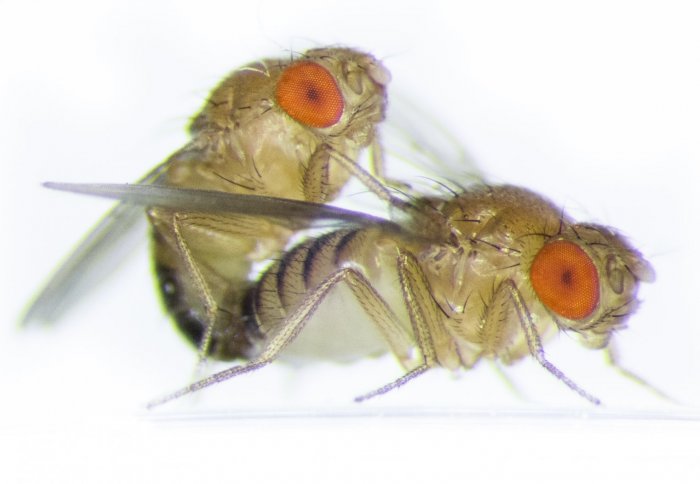 Fruit flies mating