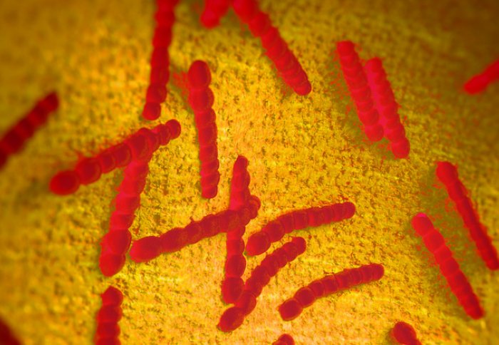 Artist's impression of Pneumococcal bacteria colonies