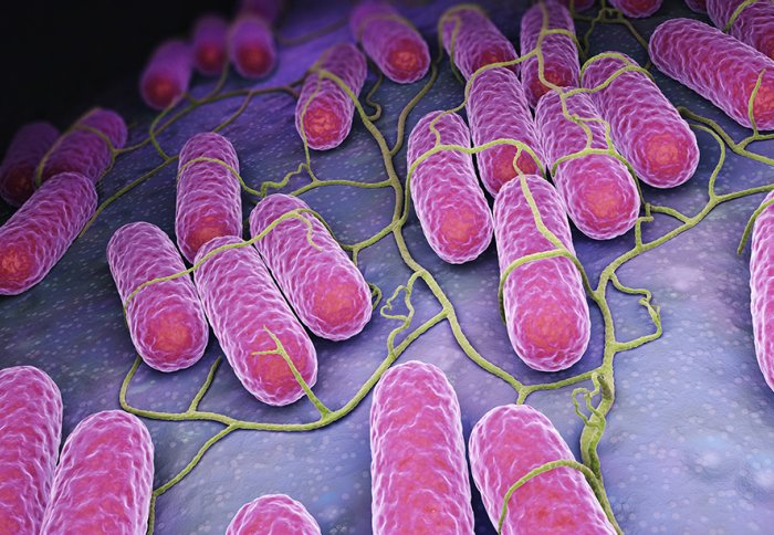 Salmonella bacteria