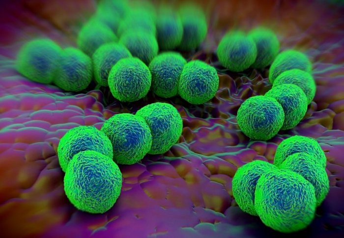 3D rendering of gonorrhoea bacteria