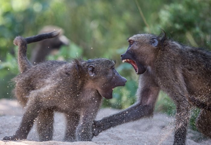 Two baboons baring their teeth at each other