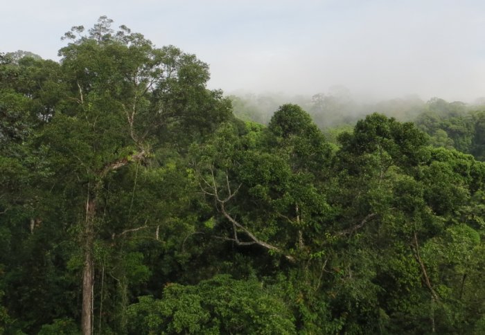 View over a forest canopy