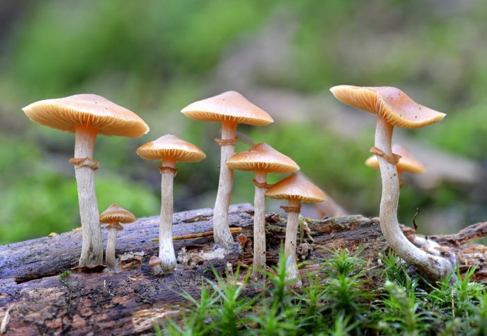 Image of magic mushrooms