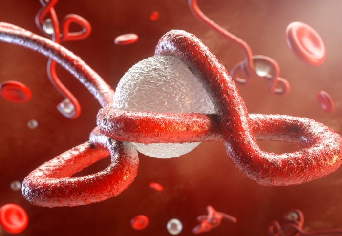 3D rendering of Ebola virus wrapped around an immune cell.