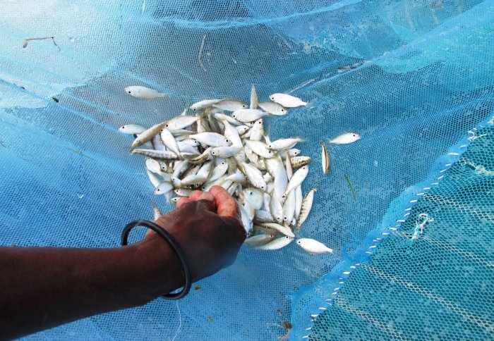 Meant to Keep Malaria Out, Mosquito Nets Are Used to Haul Fish In