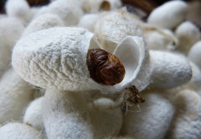 silkworm