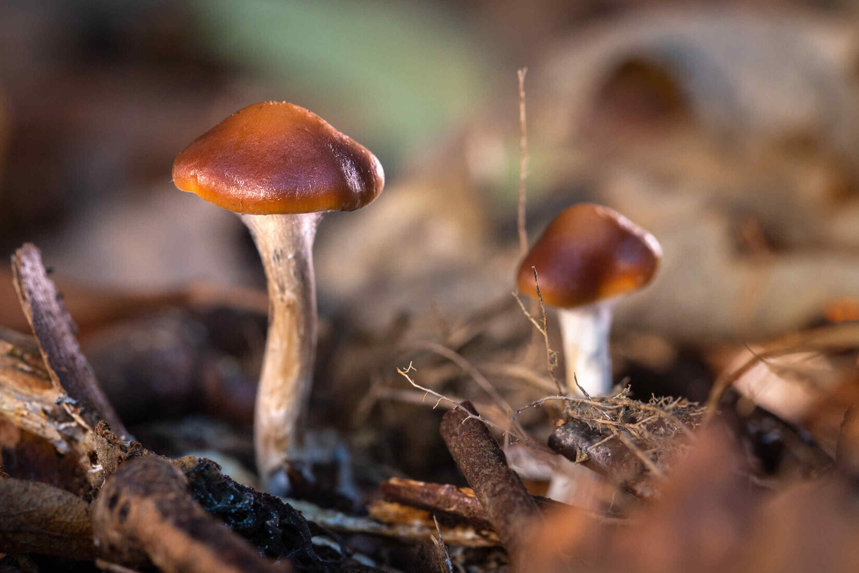 A photo of some wild mushrooms - fungi