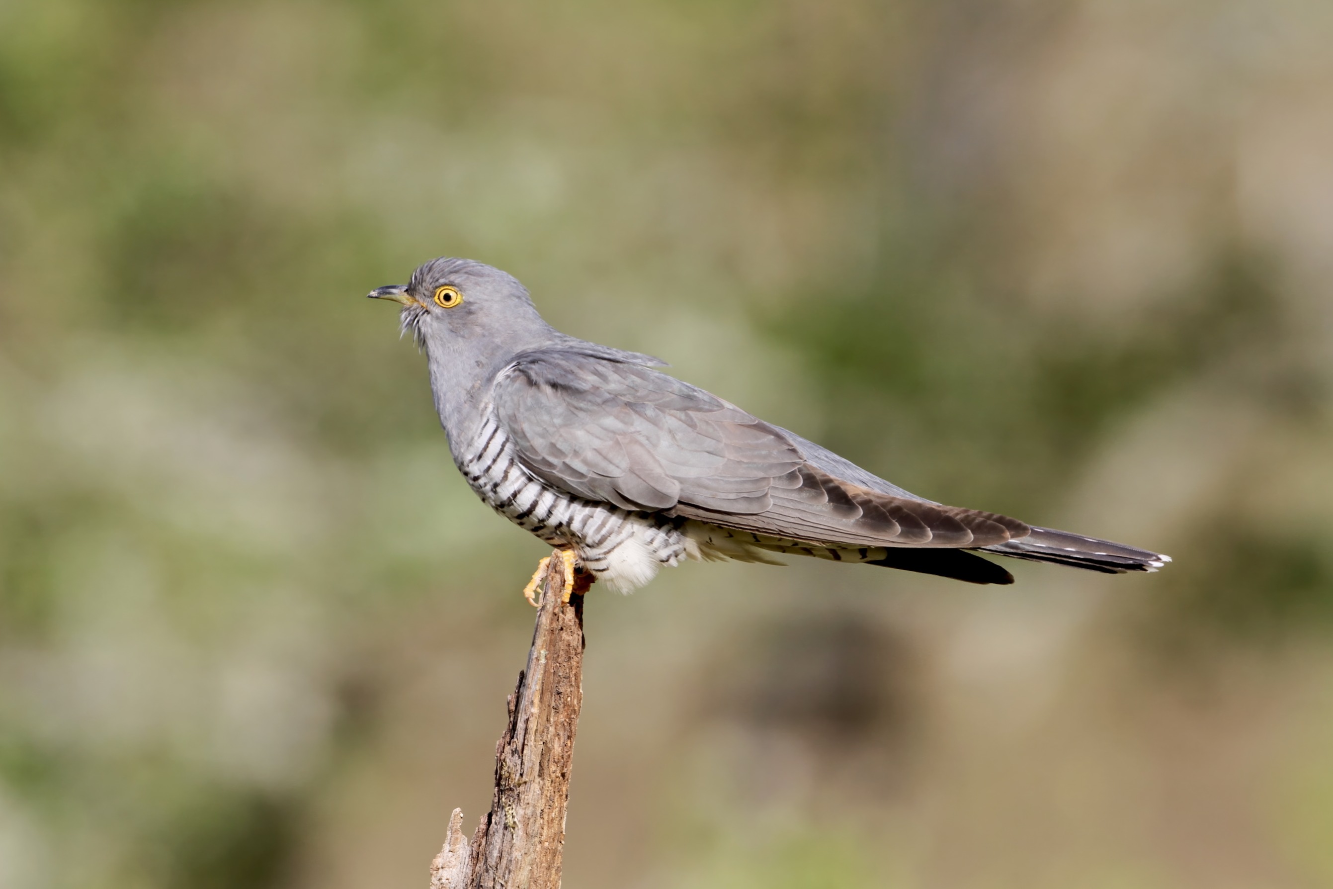 Credit: Professor Joe Tobias