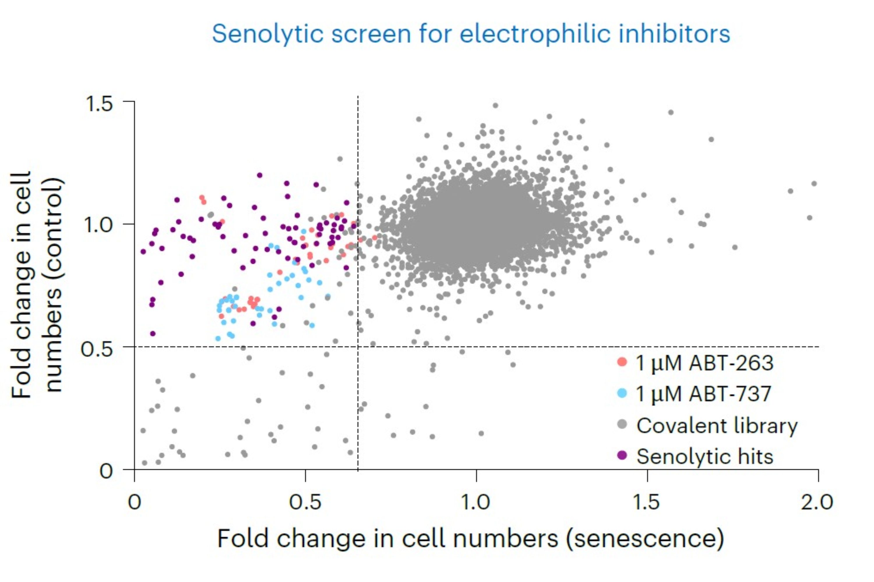 New senolytic strategy targets a key vulnerability in ageing cells |  Imperial News | Imperial College London
