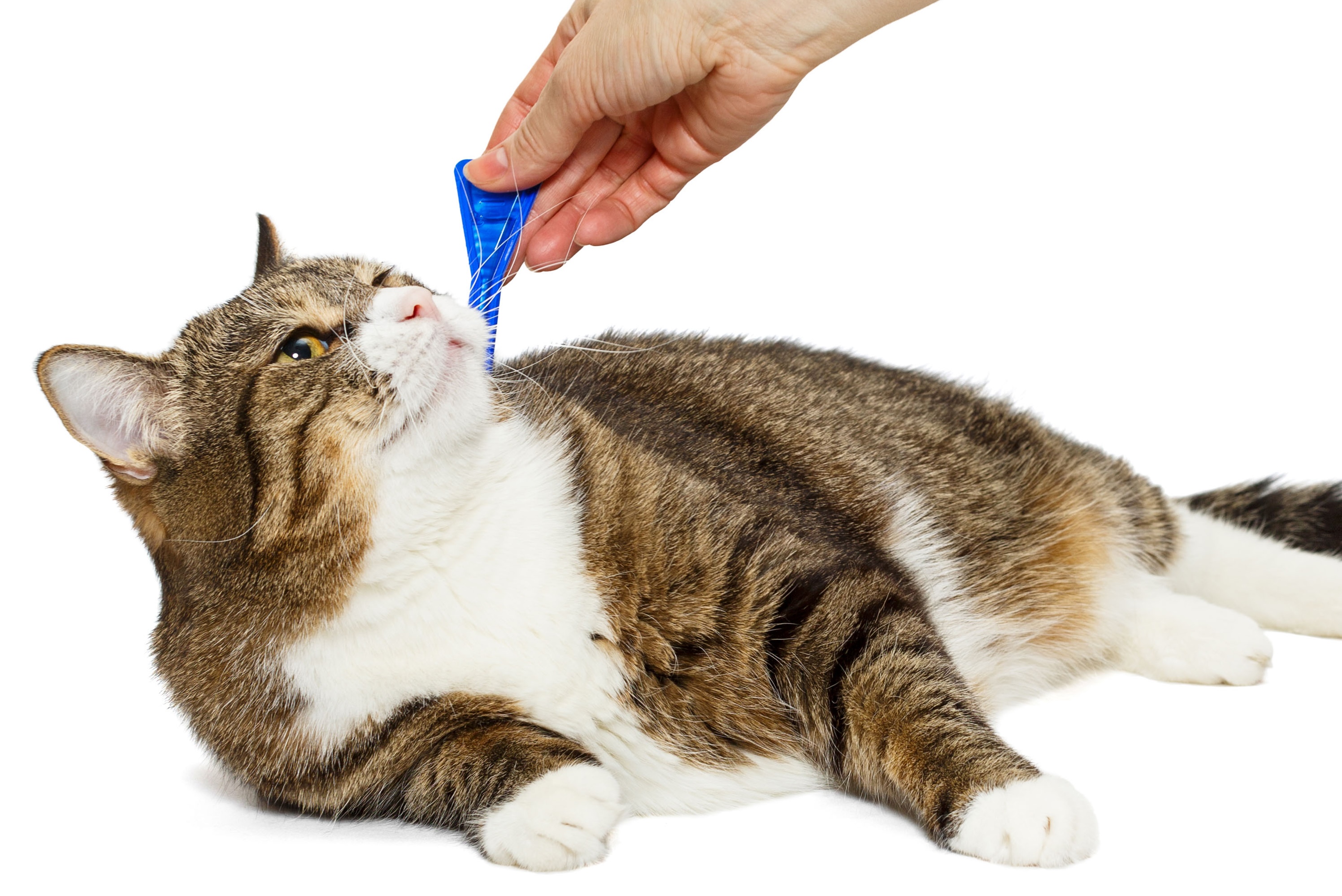 Cat getting flea treatment