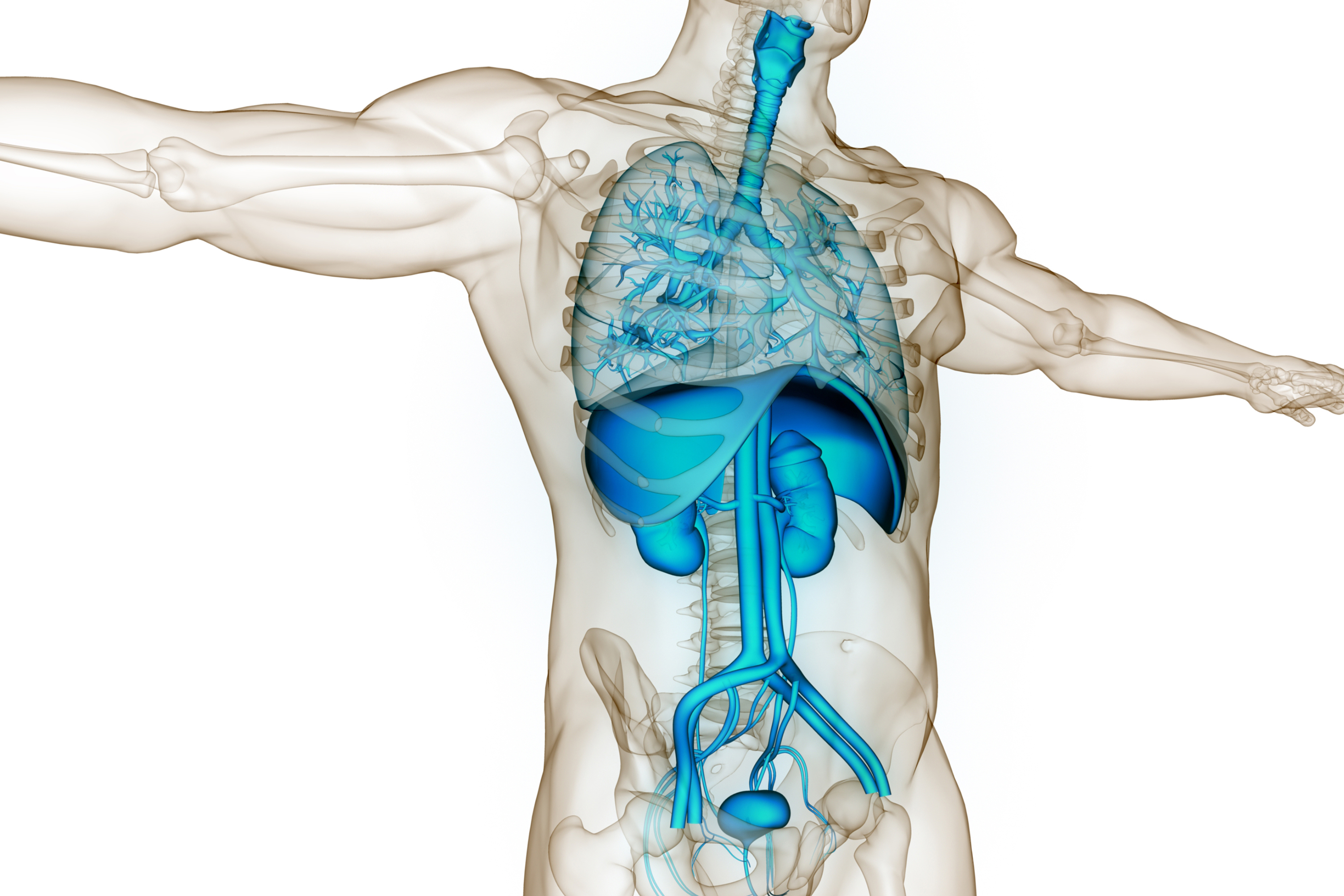 3D illustration of human organs inside the body
