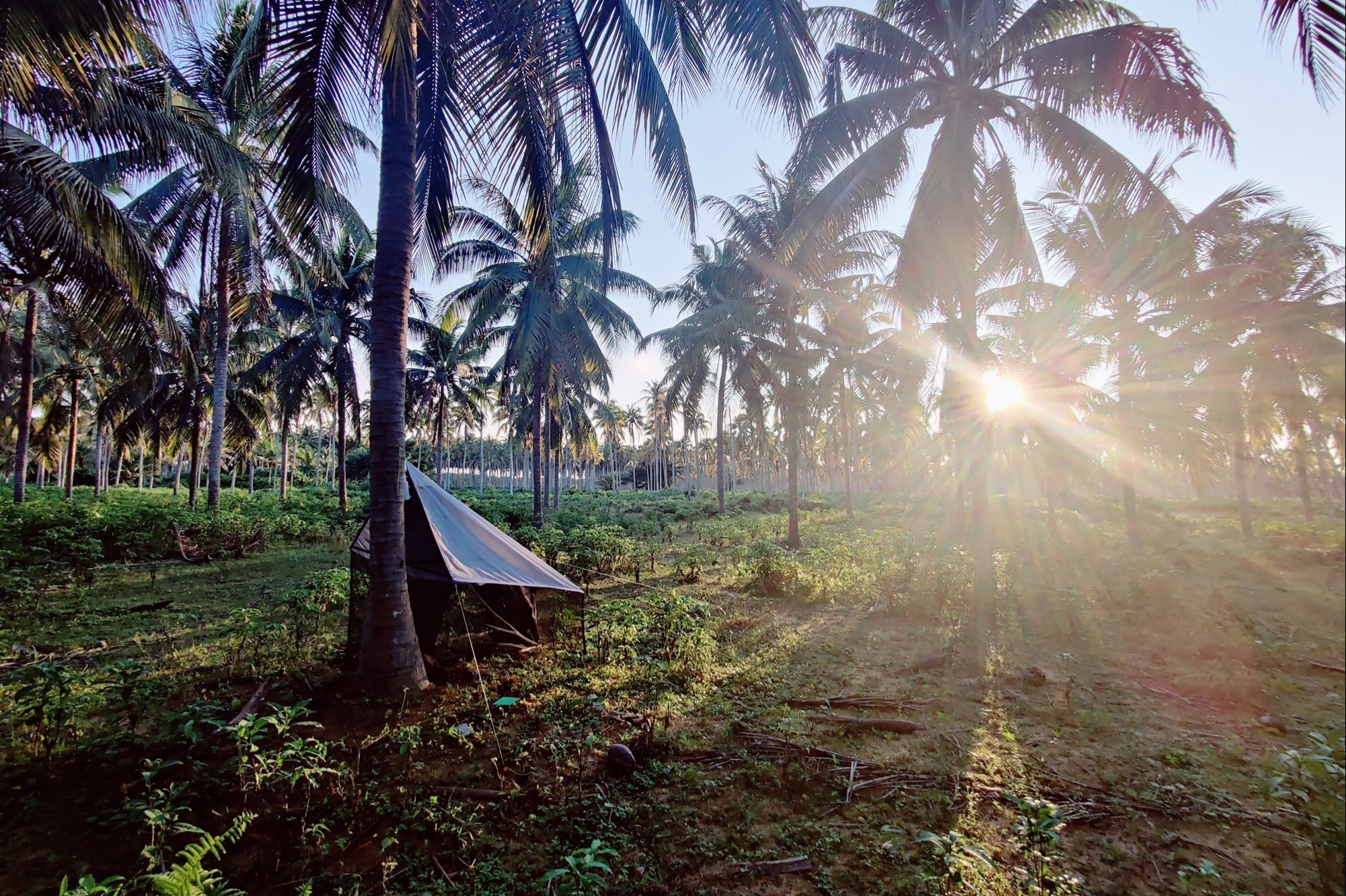 Lower-intensity coconut farming boosts yields and soil health in West Africa