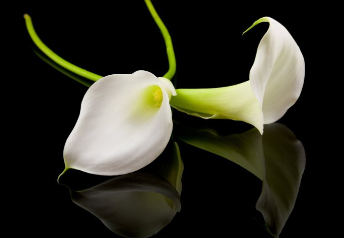 Obituary - Allan Larson