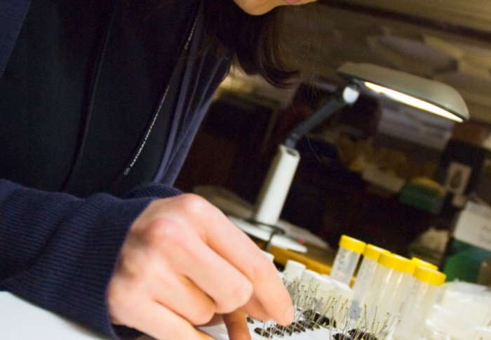 Researcher examining insects