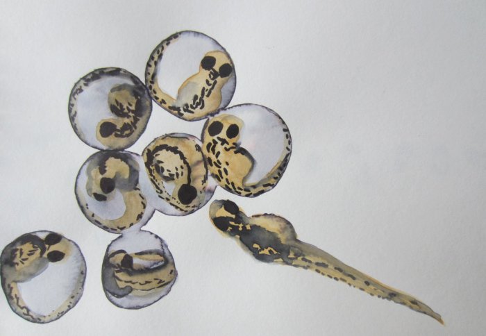 Illustration of zebra fish larvae