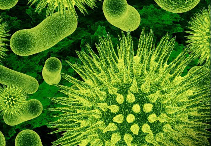 Bacteria cancer treatment