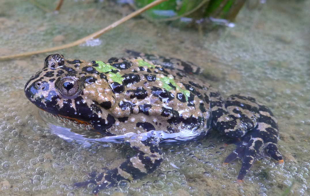 Genetic clues reveal origins of killer fungus behind the