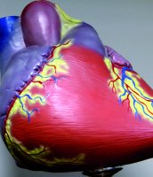 Form and function of the developing heart | Events | Imperial College ...