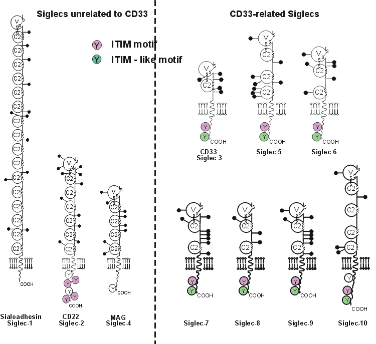 Sigles domain organization