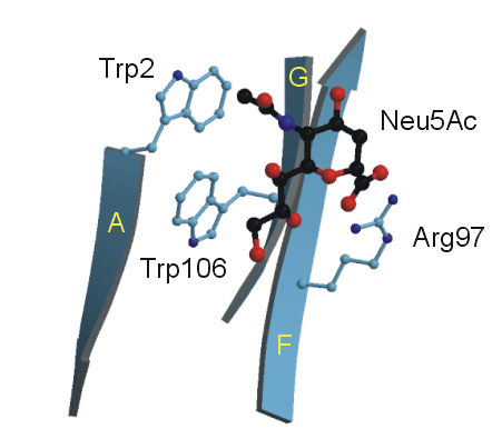 Sugar binding site