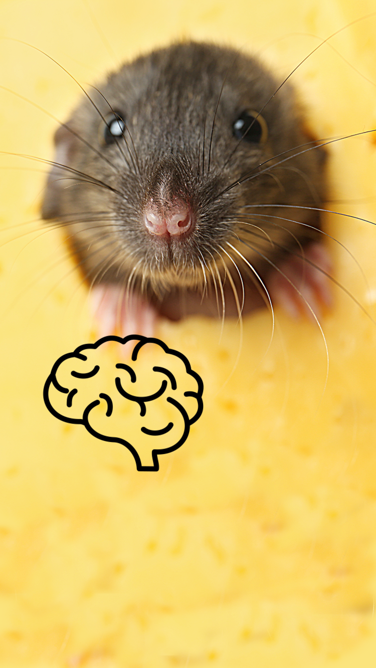 A mouse with a brain icon next to it