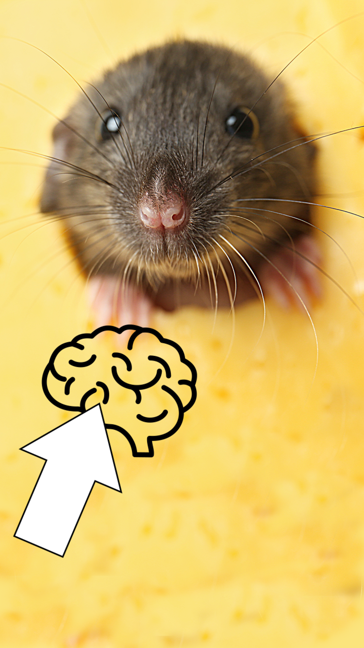 A mouse with an arrow pointing to a brain icon