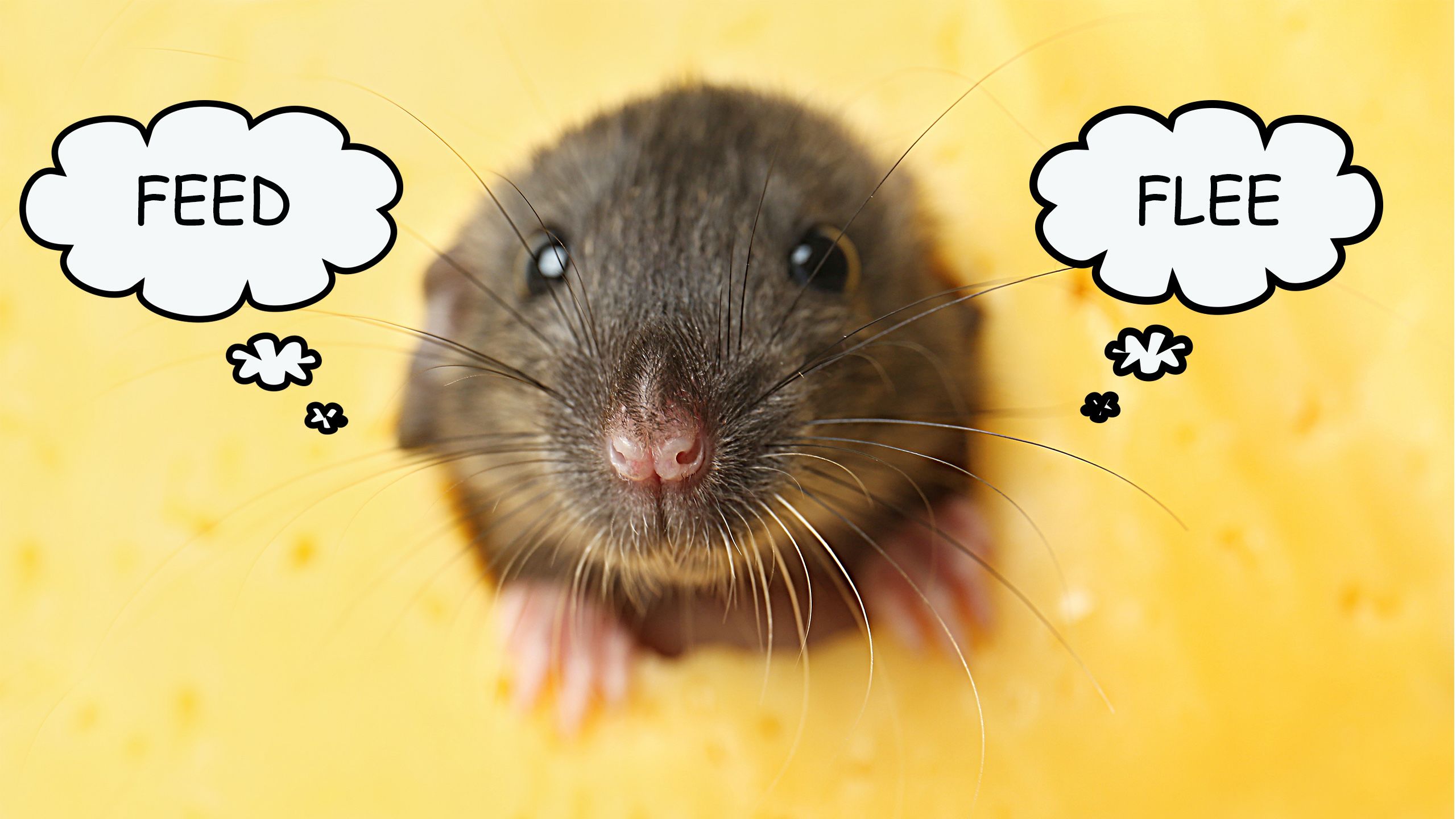 mouse with a thought bubble saying 'feed', and another bubble saying 'flee'