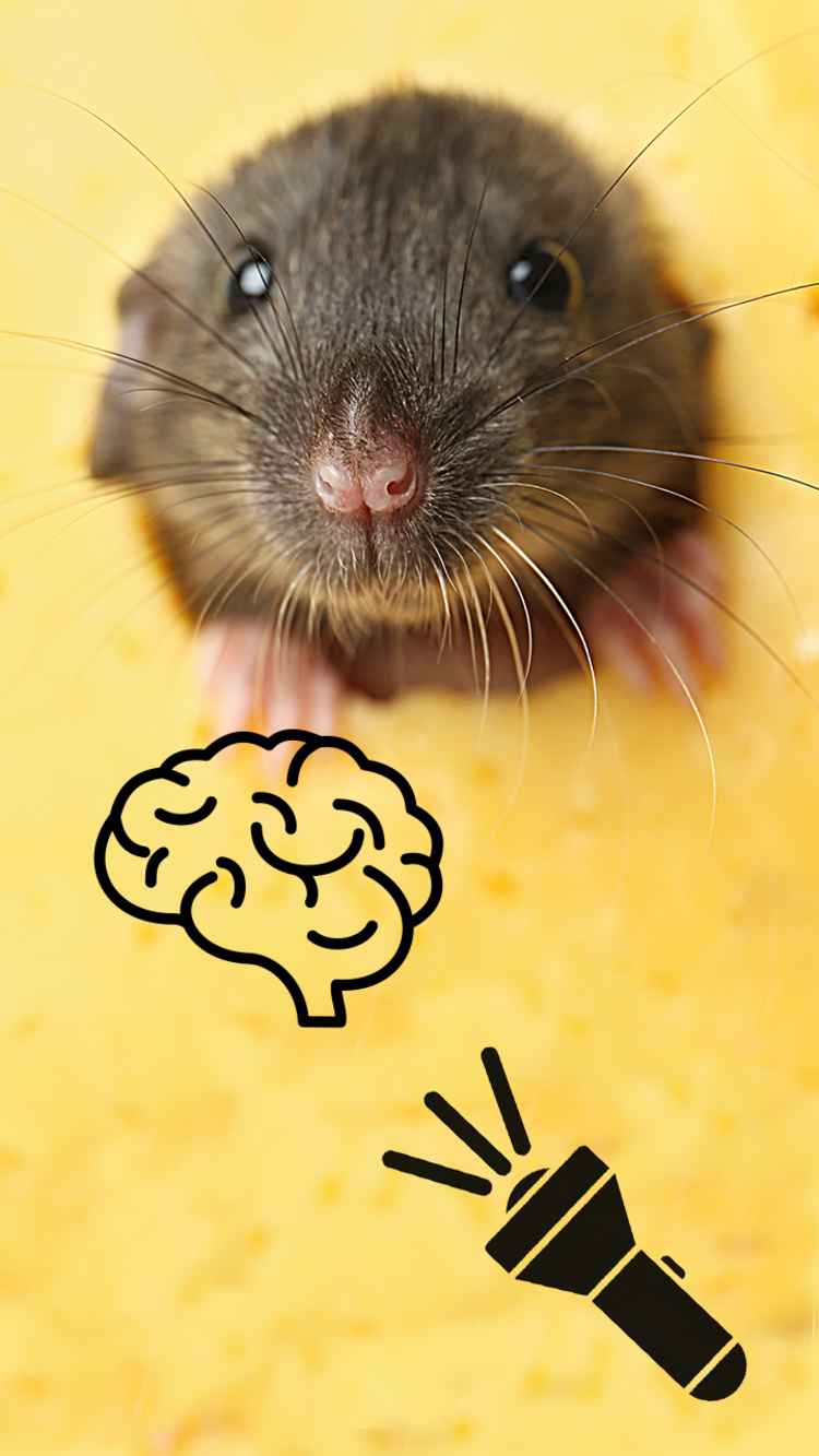 A mouse, a brain icon and a torchlight icon