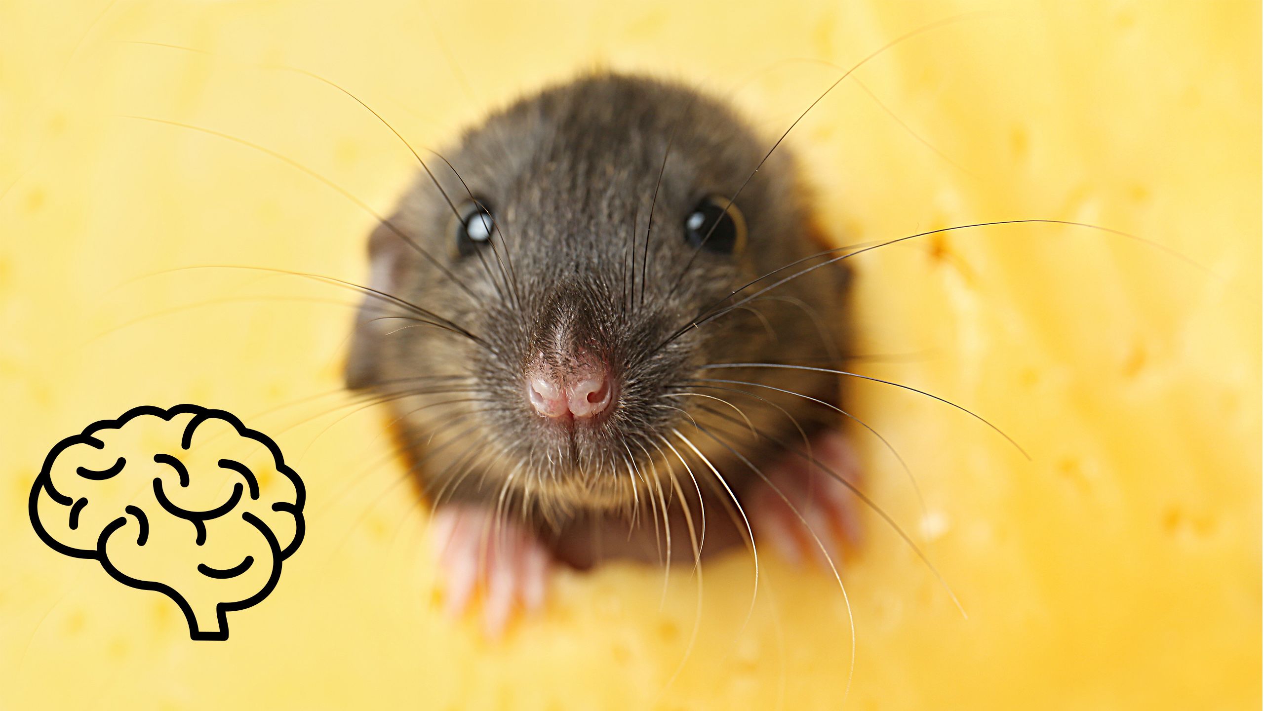 A mouse with a brain icon next to it