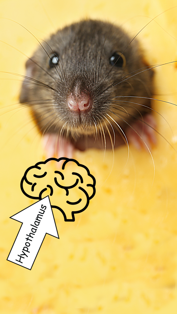 A mouse, with a brain icon bearing the word 'Hypothalamus' pointing to a brain icon