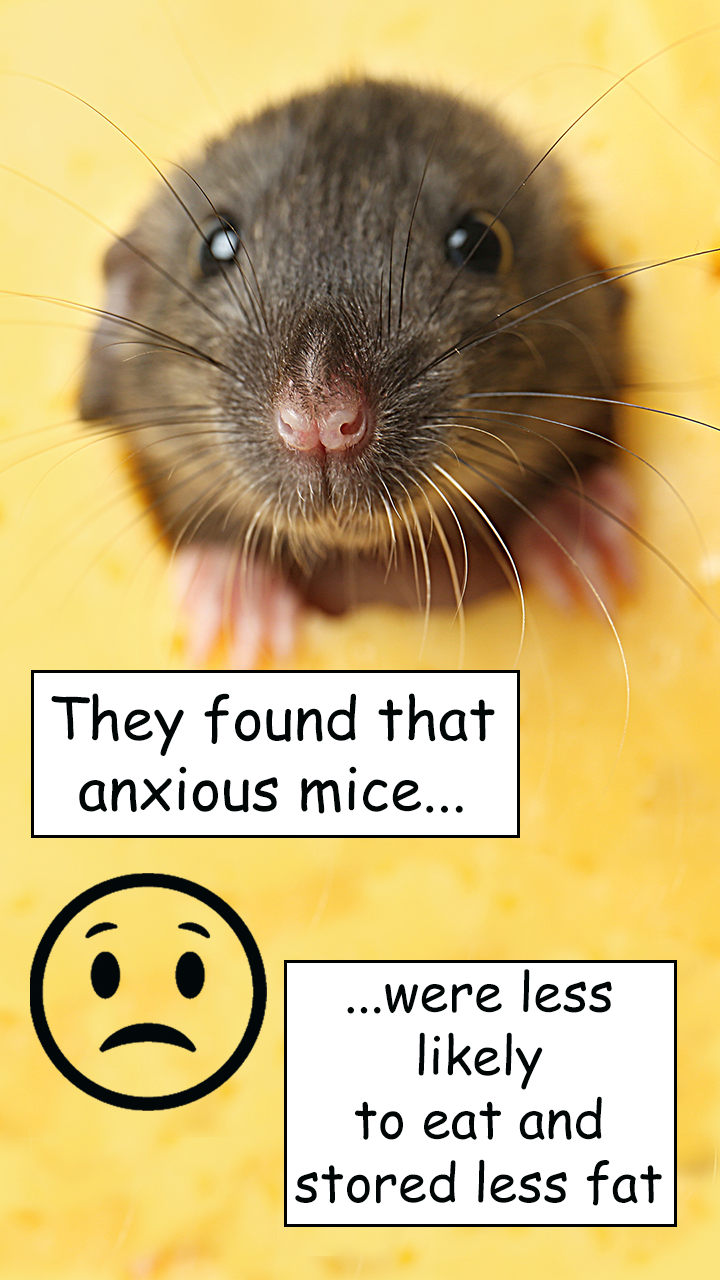 A mouse and a caption reading 'they found that anxious mice...were less likely to eat and stored less fat'