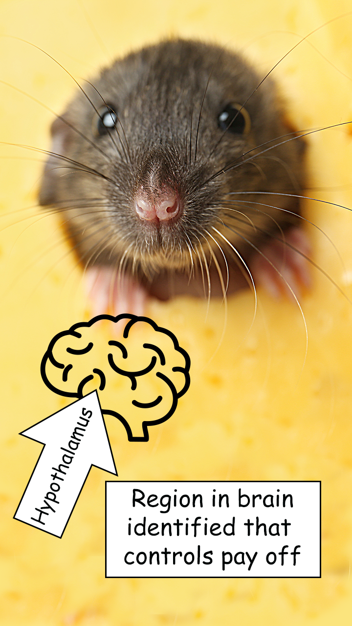 A mouse, with a brain icon bearing the word 'Hypothalamus' pointing to a brain icon. And the caption 'Region in brain identified that controls pay off'