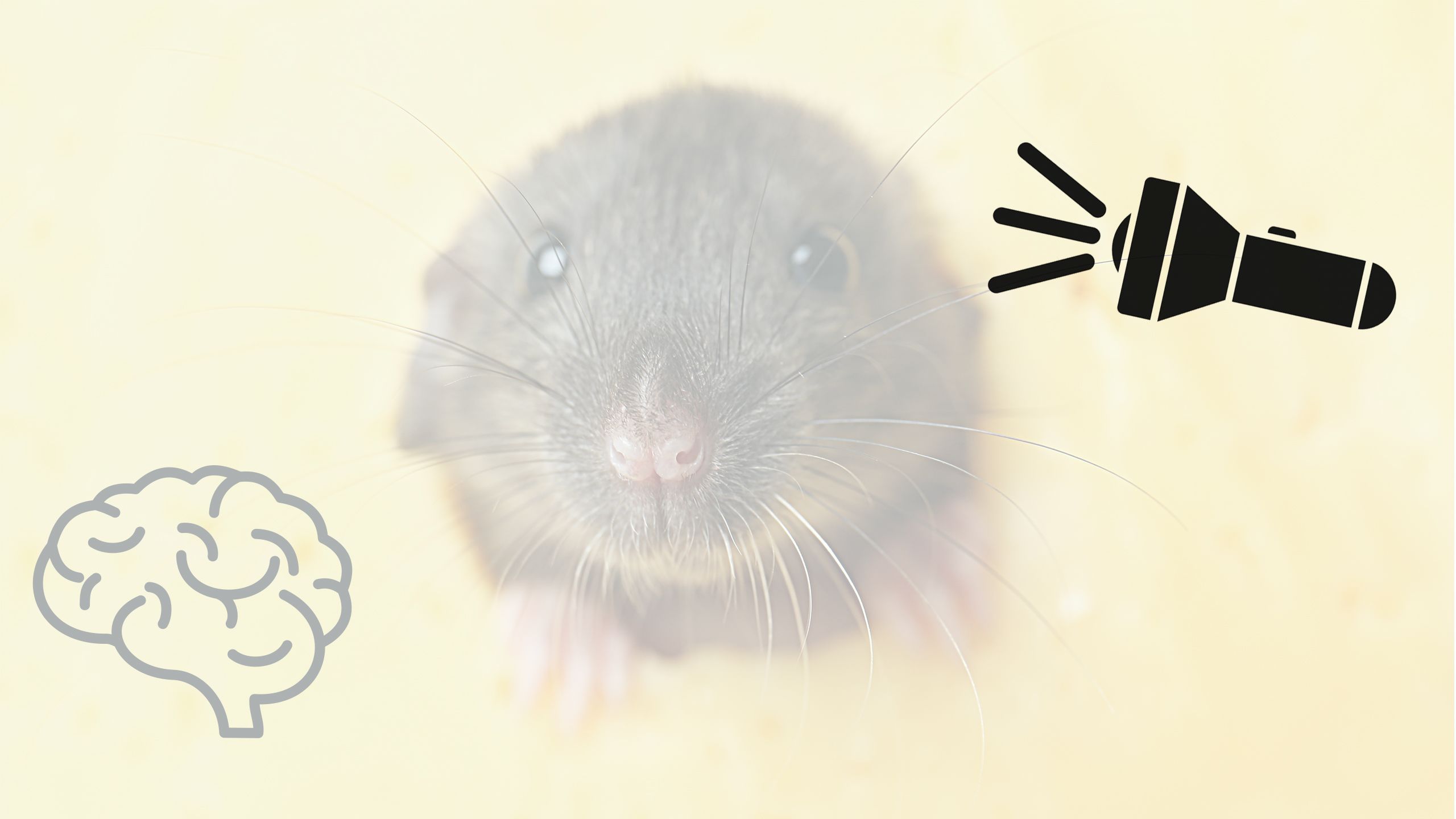 A mouse, a brain icon and a torchlight icon, obscured by a bright flash of light