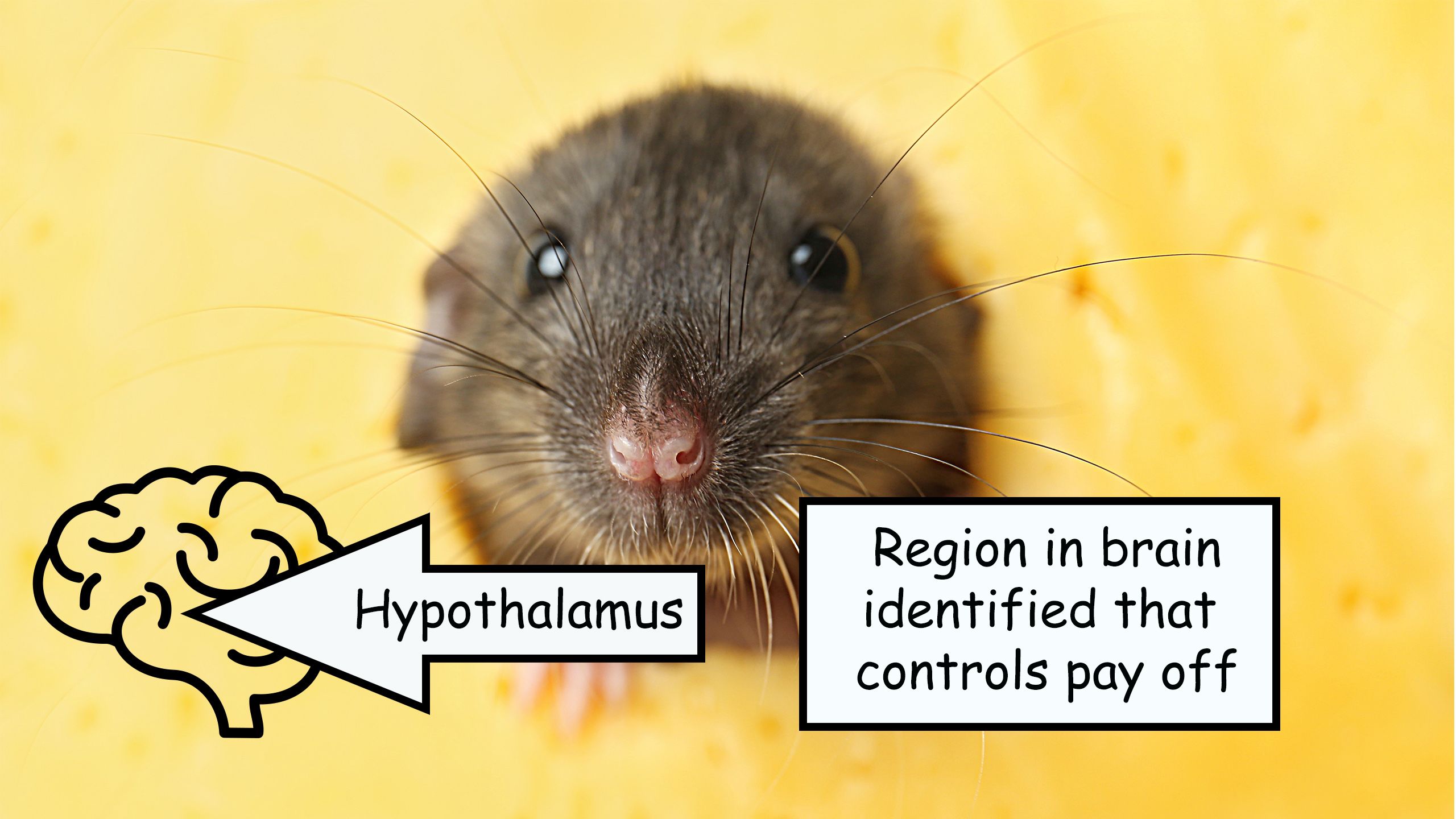 A mouse, with a brain icon bearing the word 'Hypothalamus' pointing to a brain icon. And the caption 'Region in brain identified that controls pay off'