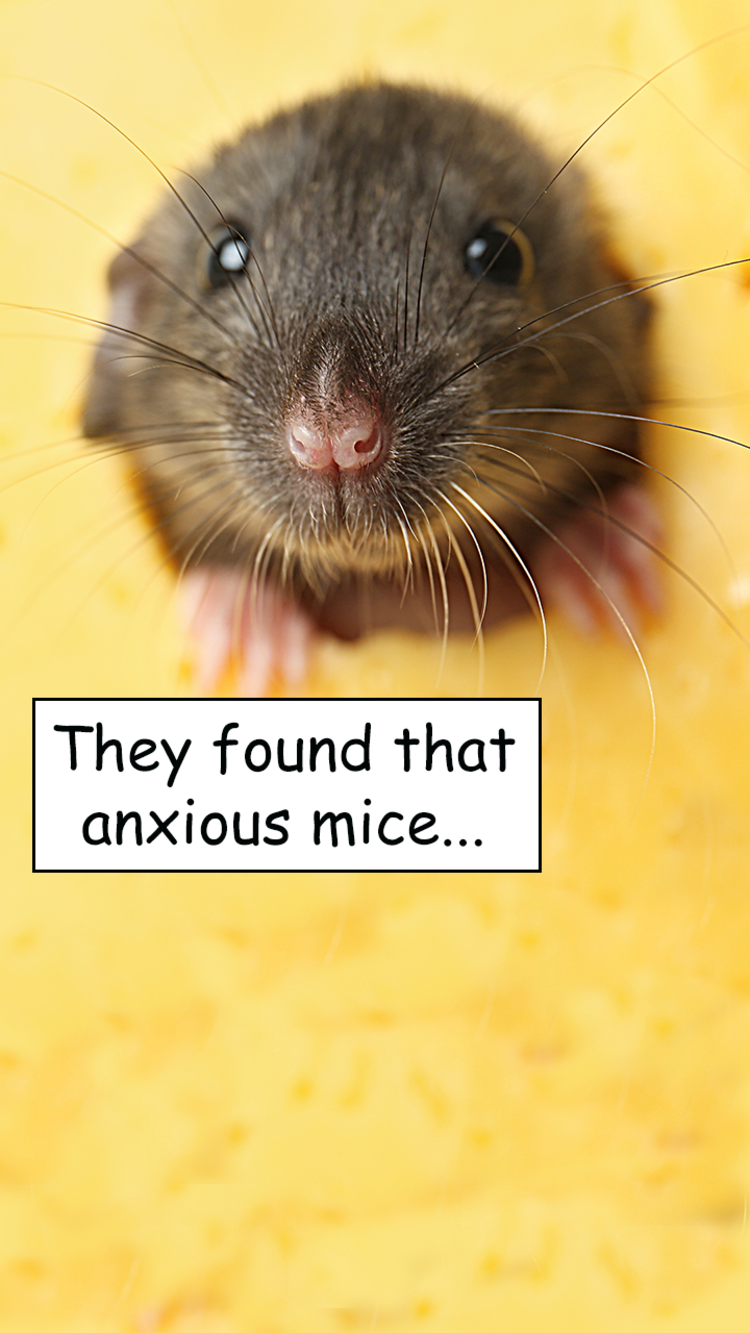 A mouse and a caption reading 'they found that anxious mice...'