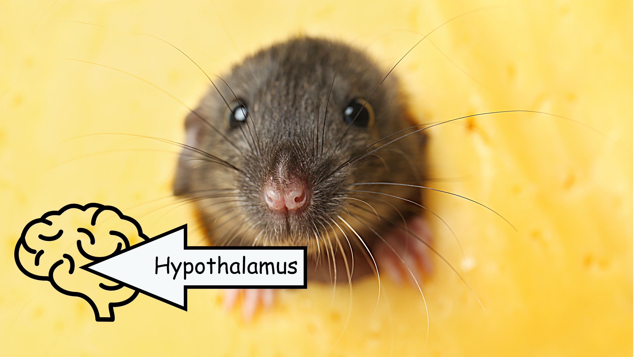 A mouse, with a brain icon bearing the word 'Hypothalamus' pointing to a brain icon
