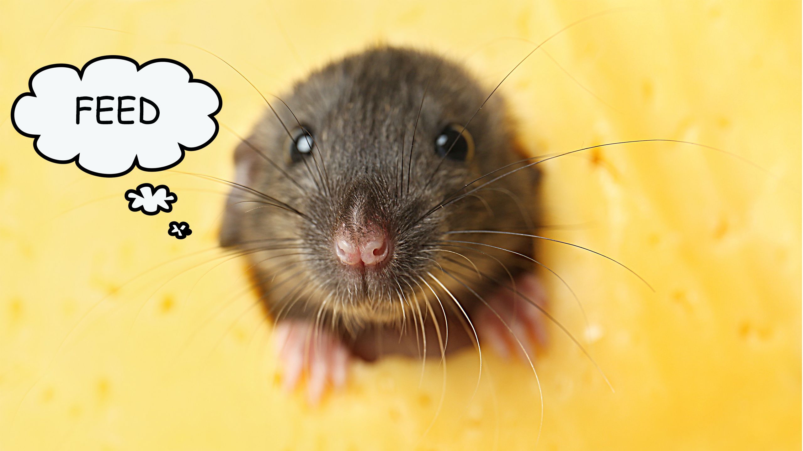 mouse with a thought bubble saying 'feed'