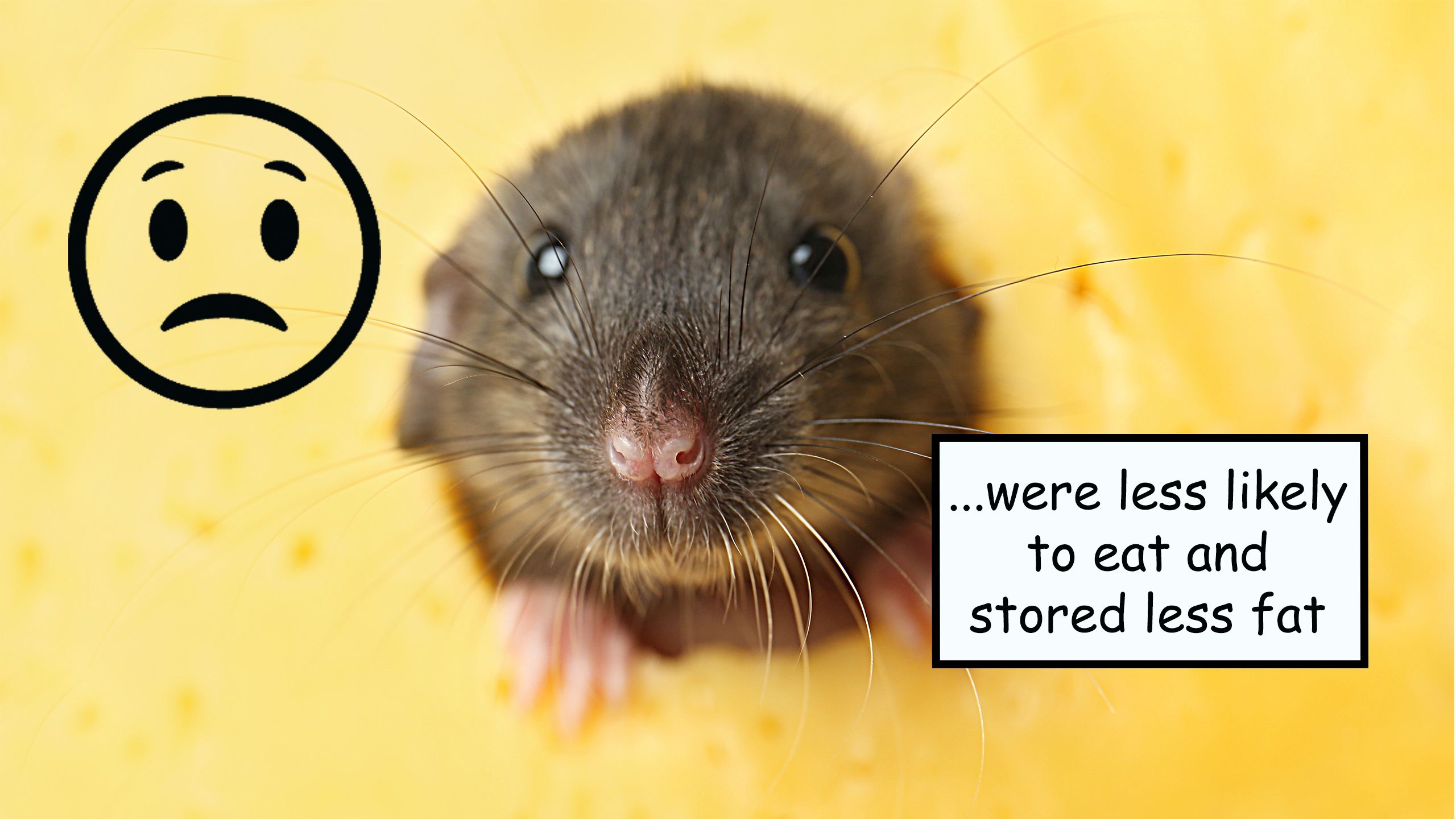A mouse and a caption reading 'they found that anxious mice...were less likely to eat and stored less fat'
