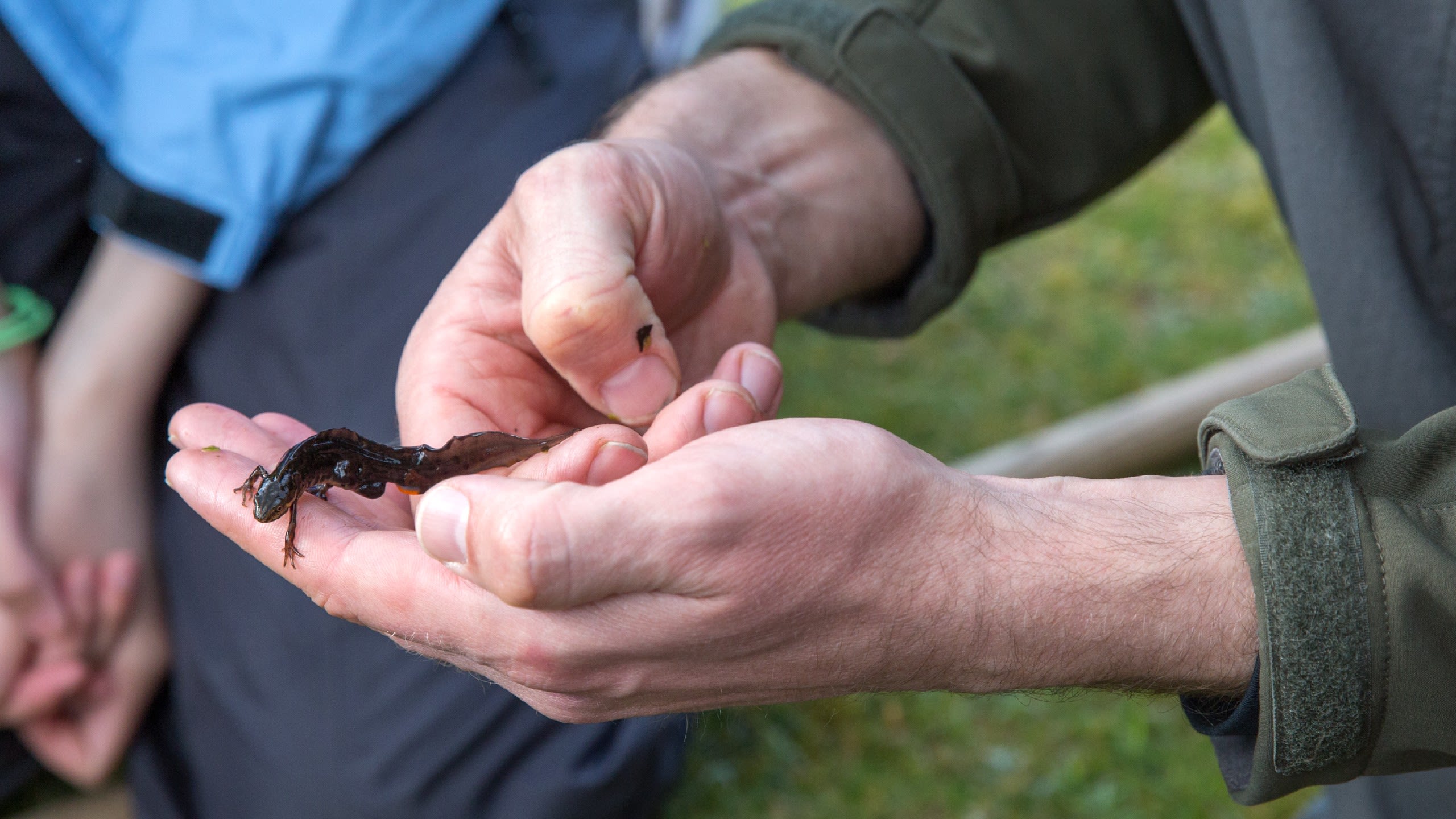 A salamander in Richard's hands