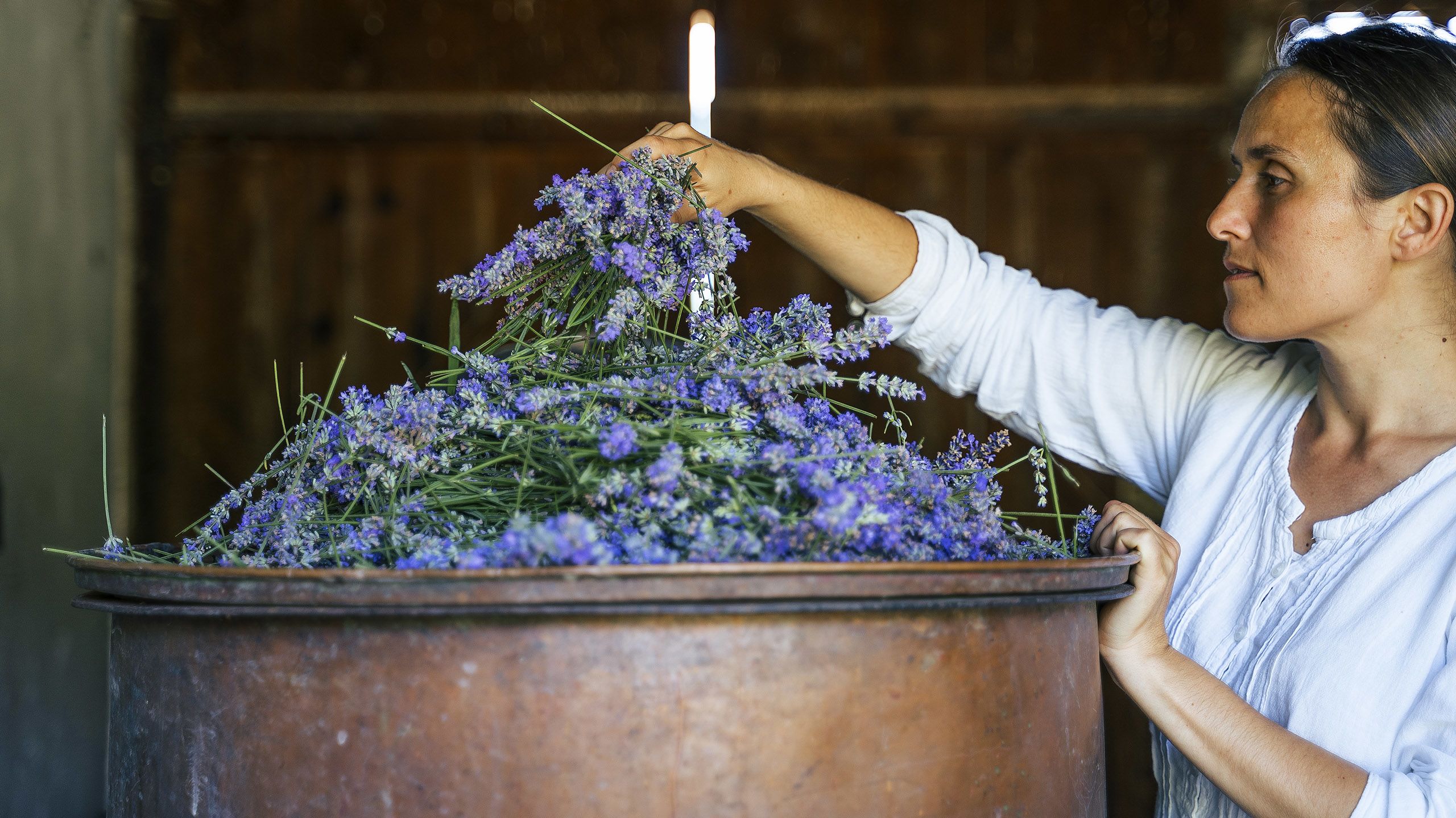 A women with a large pile of lavender in a metal container