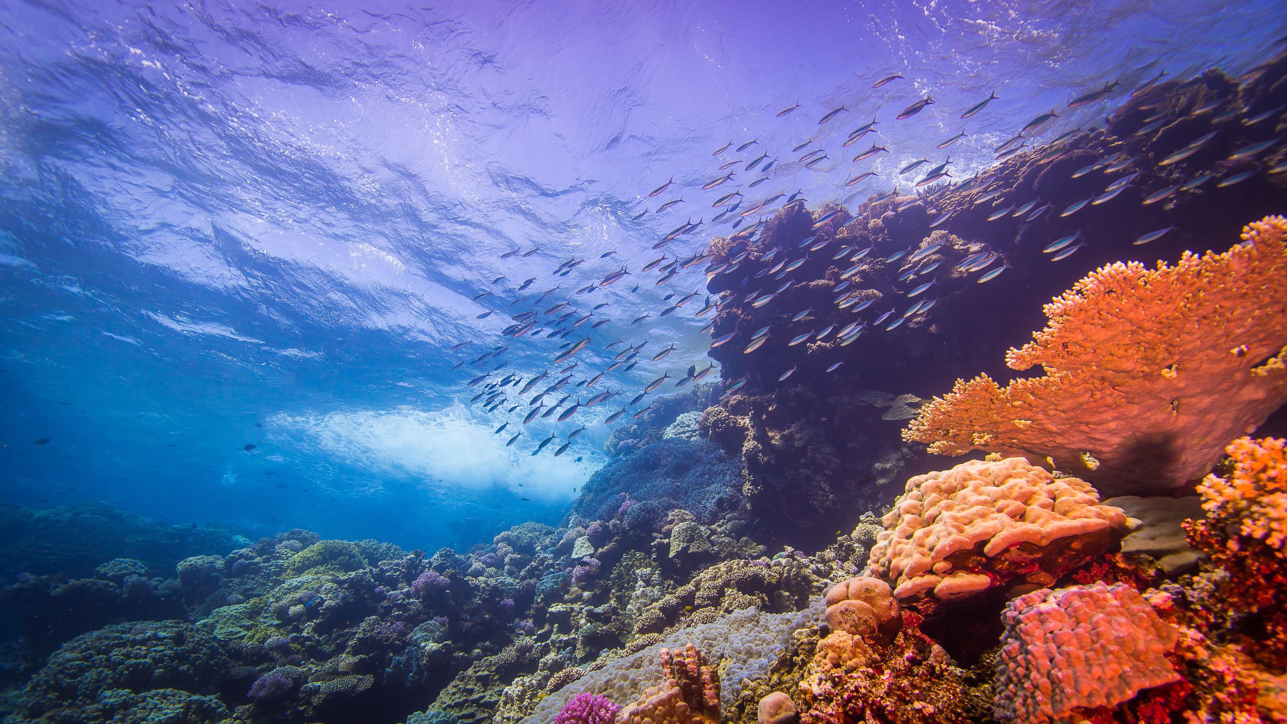How Your Life Relies On Biodiversity How Your Life Relies On Biodiversity