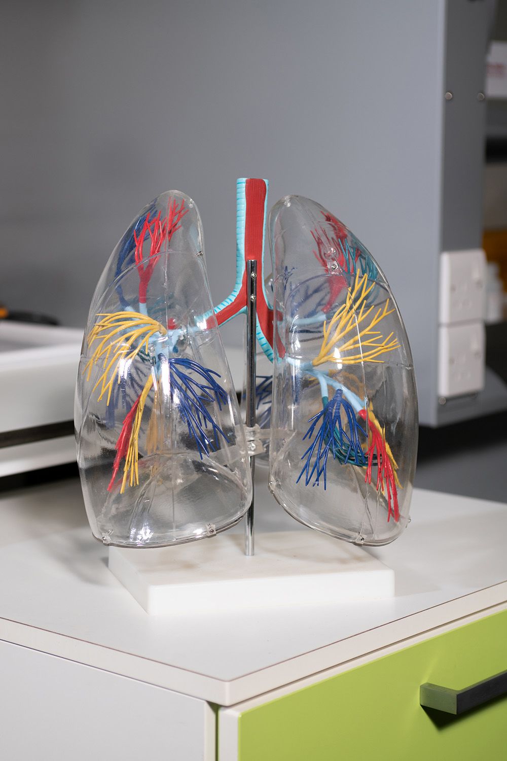 Lung model