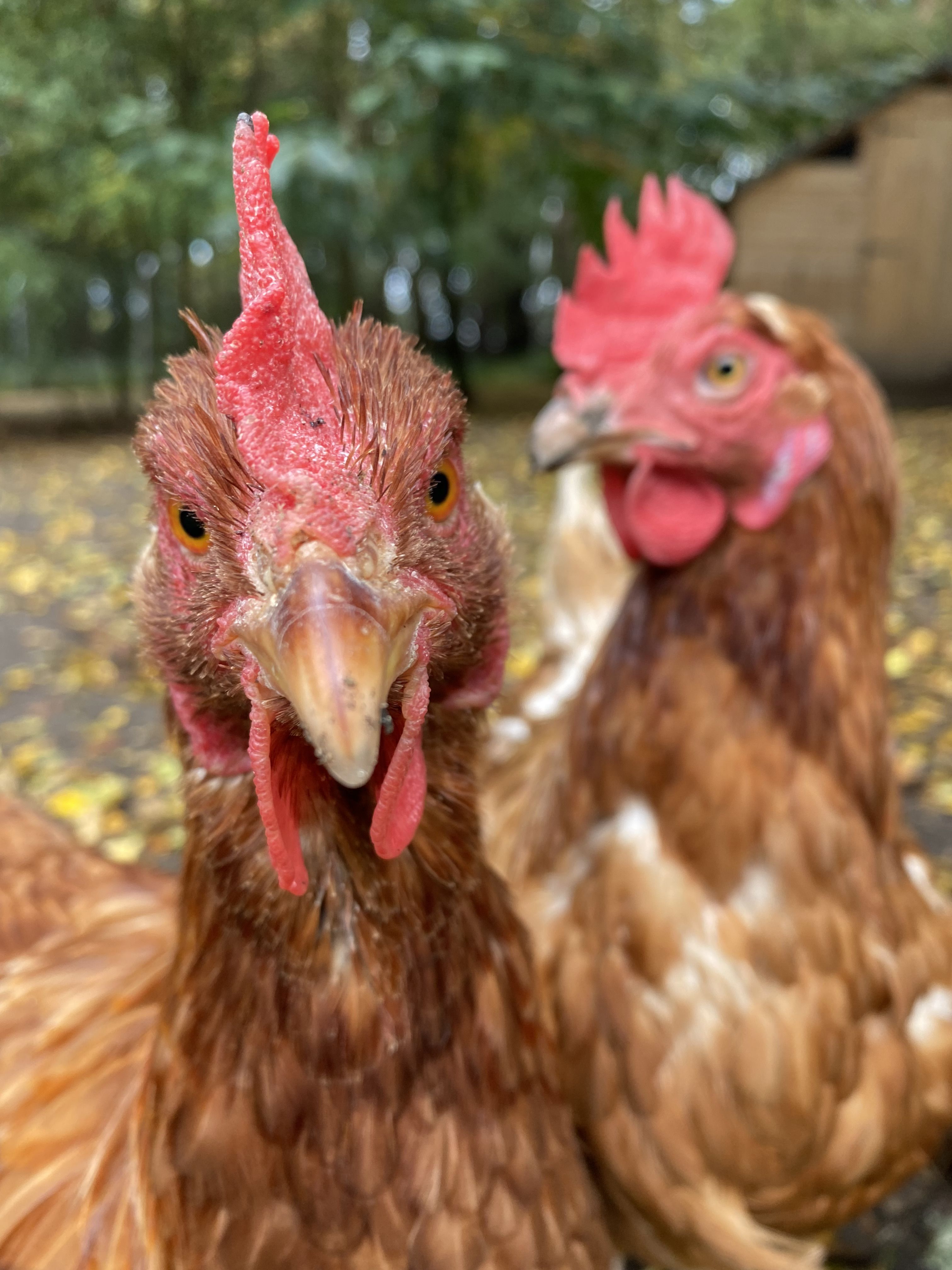 Image of a chicken at Silwood Park campus