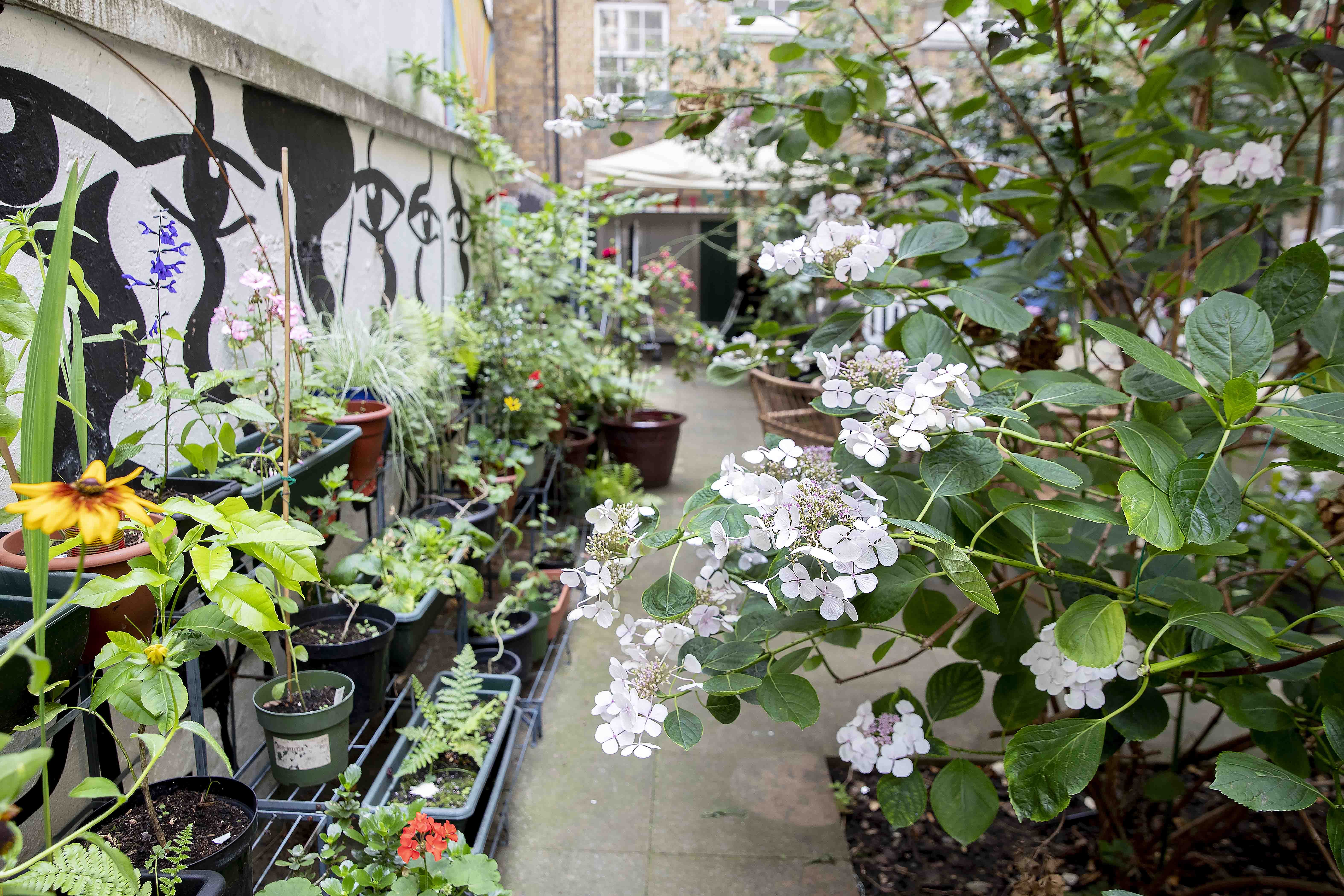 A garden with flowers and potted plants.