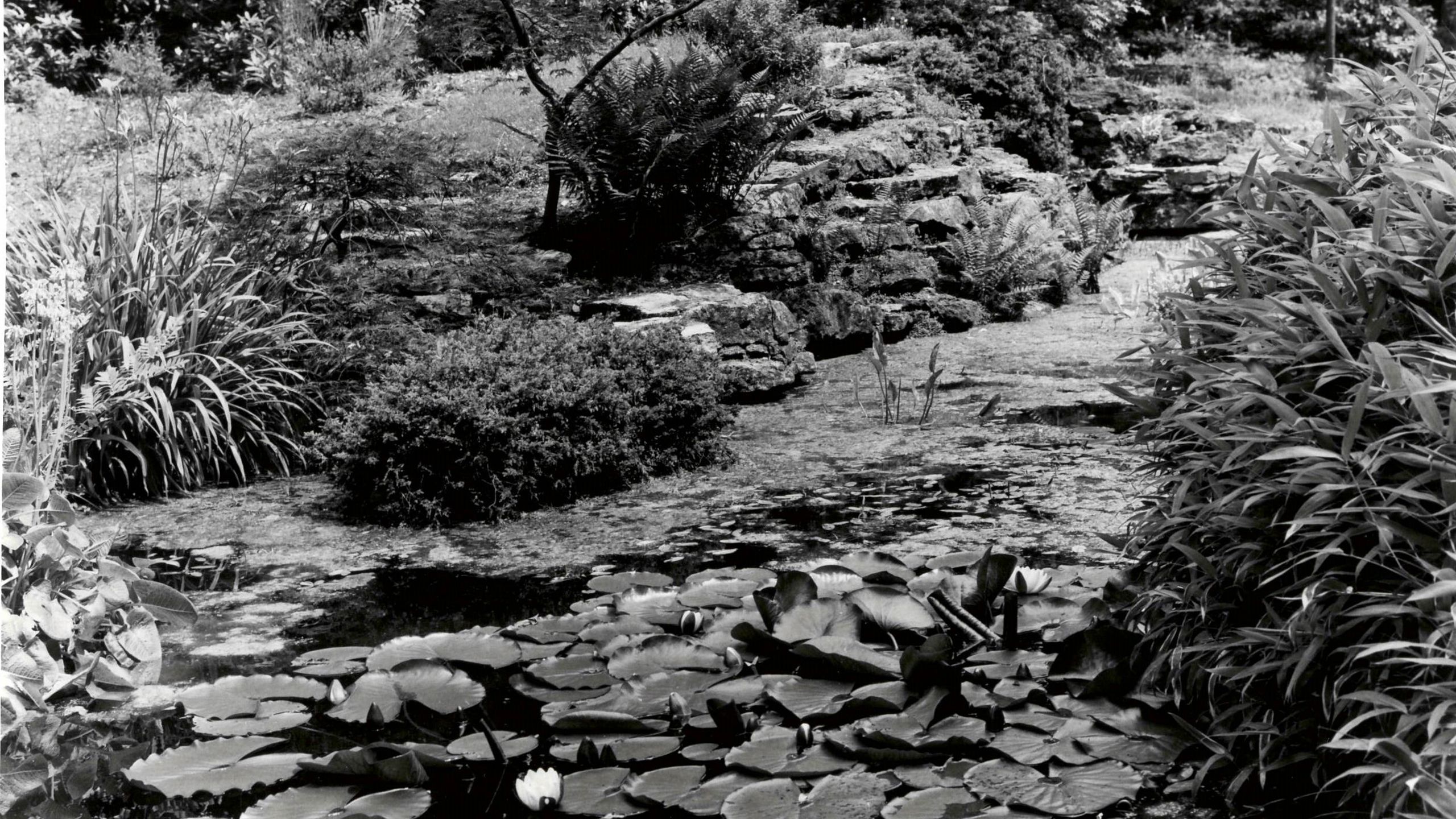 Silwood Japanese gardens 1966. Copyright Jack Wilson.