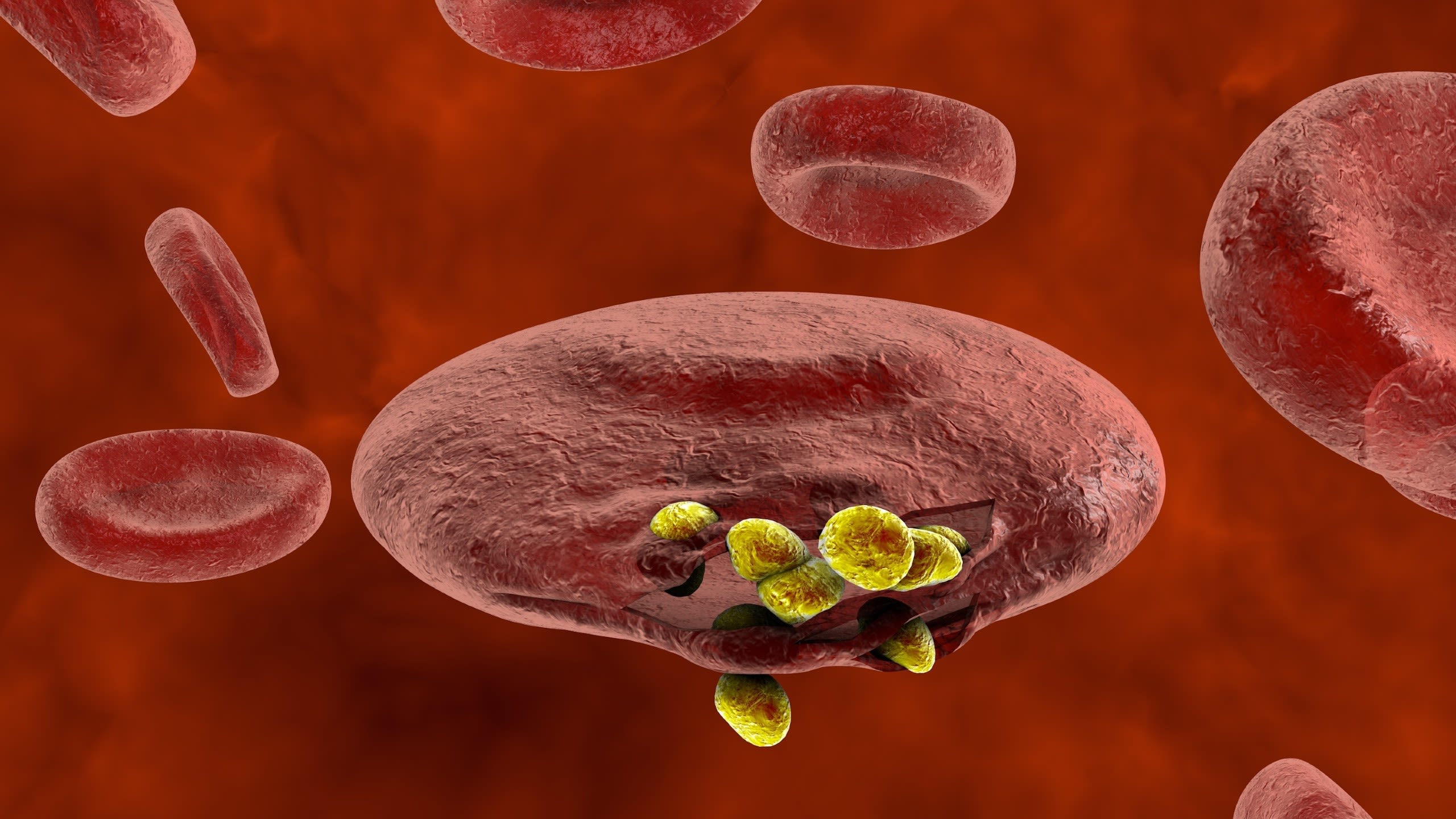 Малярия клетки. Эритроциты с малярийными плазмодиями внутри. Малярийный плазмодий возбудитель. Малярийный плазмодий в клетках крови. Малярийный плазмодий это бактерия.